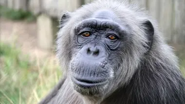 Sauver les orphelins