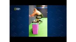 Science of stupid - Apprenez la technique du saut sans élan