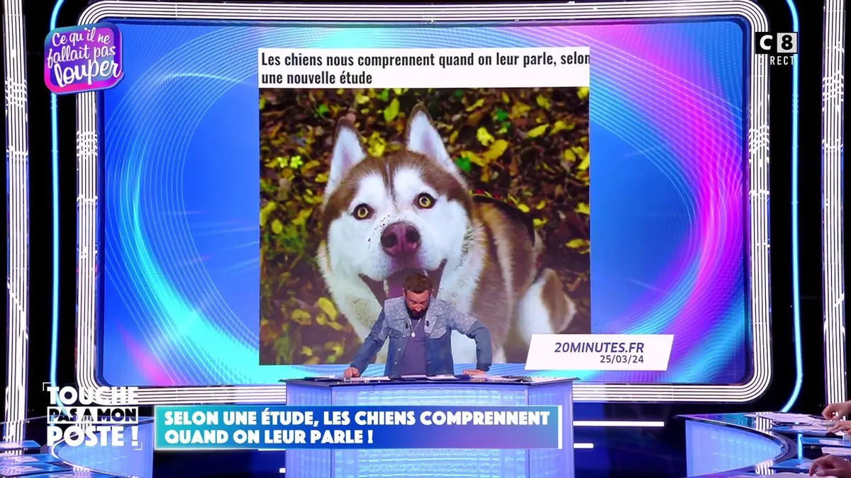 replay de Selon une étude, les chiens comprennent quand on leur parle !