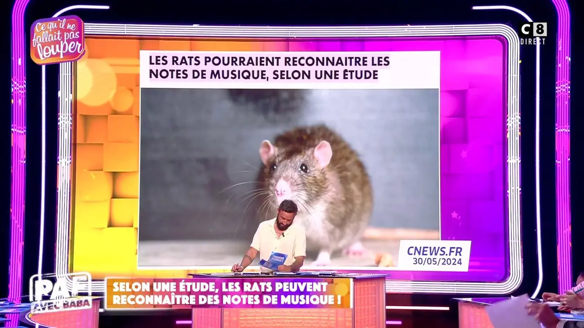 replay de Selon une étude, les rats peuvent reconnaître des notes de musique !
