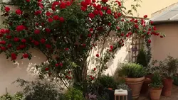 Silence, ça pousse !