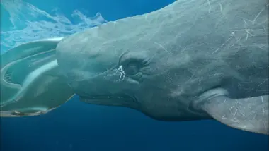 Sorti tout droit d'un roman