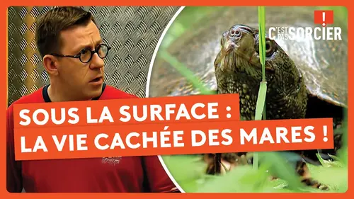 replay de Sous la surface : la vie cachée des mares ! - C'est pas sorcier
