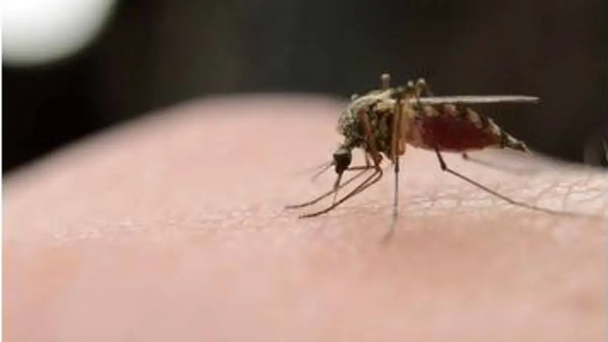 replay de Strasbourg : un insectarium pour la science