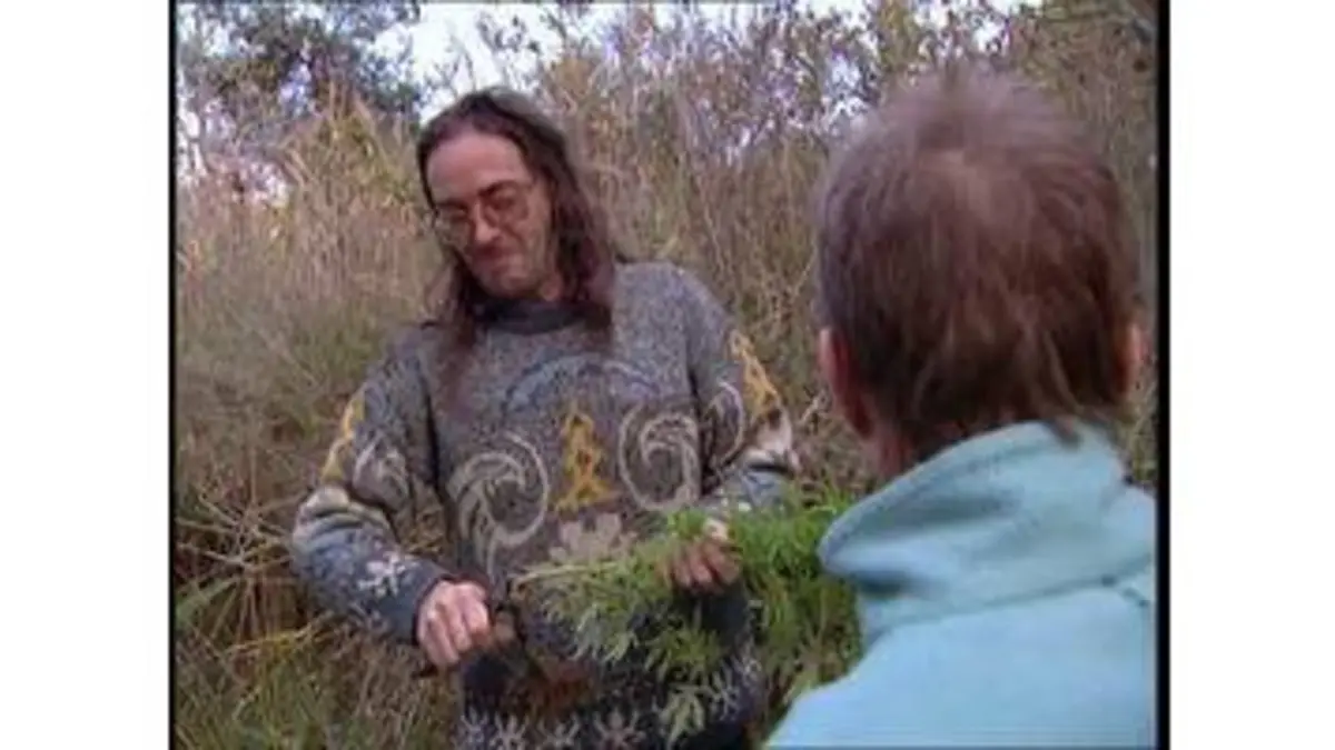 replay de STRIP TEASE - L'herbe du diable