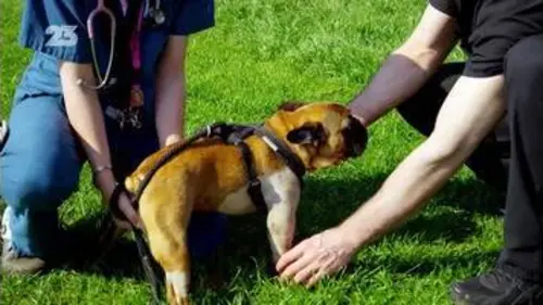 replay de Super vétérinaire - S1E01 - VF -  Replay