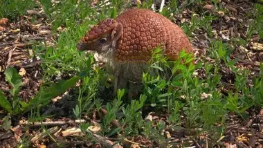 Tatou à trois bandes