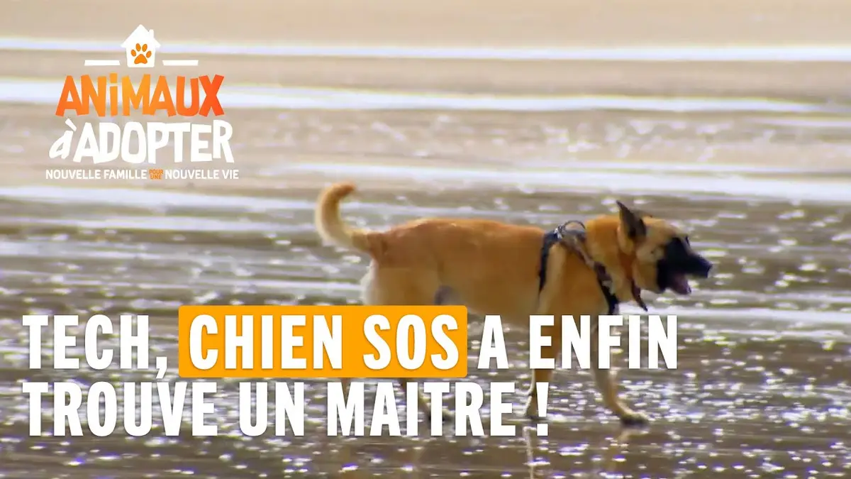 replay de Tech, un chien SOS, a enfin trouvé un maître - Animaux à Adopter