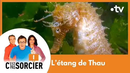 replay de Thau une lagune fragile - C'est pas sorcier [Intégrale]