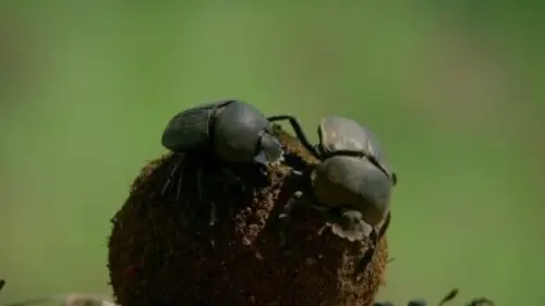 Drôle de nature Top 5 du Bizarre