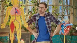 Tout comprendre sur notre coeur