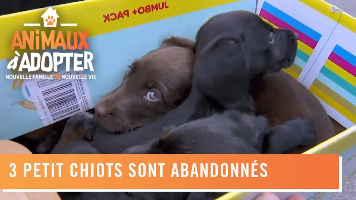 replay de Trois petits chiots sont abandonnés dans un carton sous une voiture – Animaux à adopter