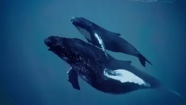 Trouver un partenaire