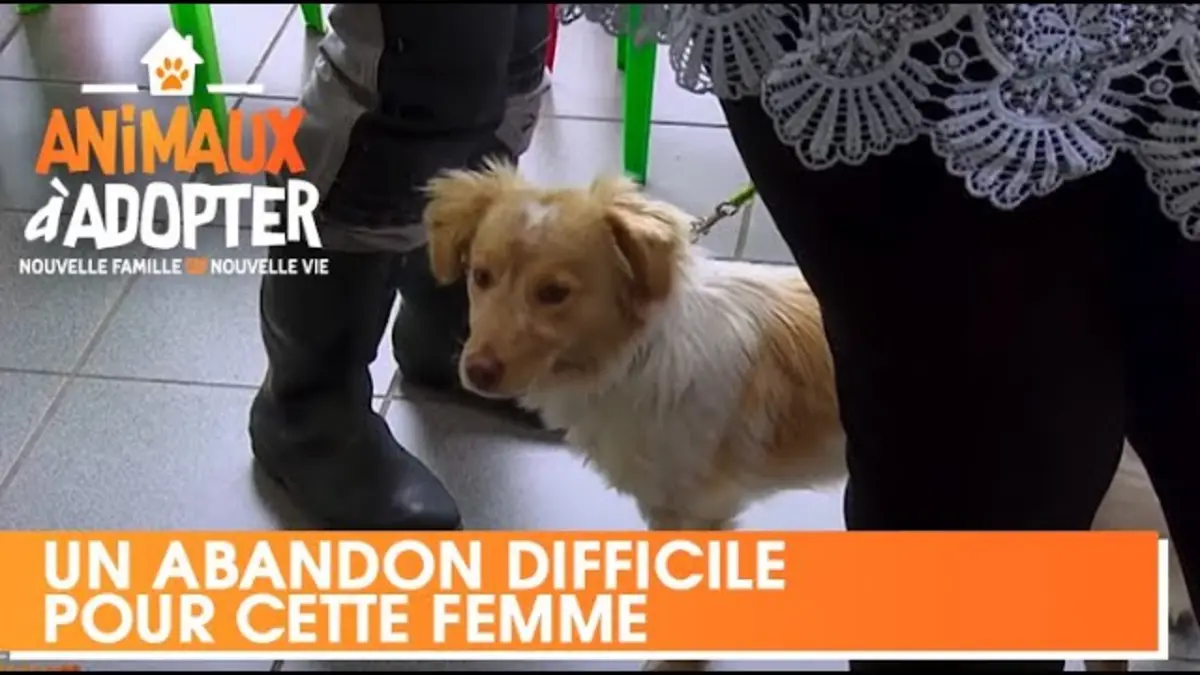 replay de Un abandon difficile pour cette femme qui a recueilli un chien errant - Animaux à adopter