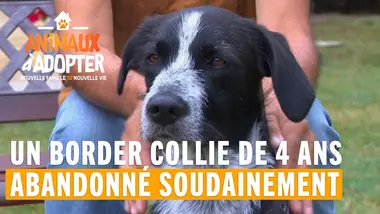 Un abandon très difficile - Animaux À Adopter