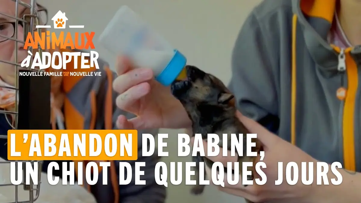 replay de Un bébé chiot est abandonné dans un parc parisien - Animaux à adopter