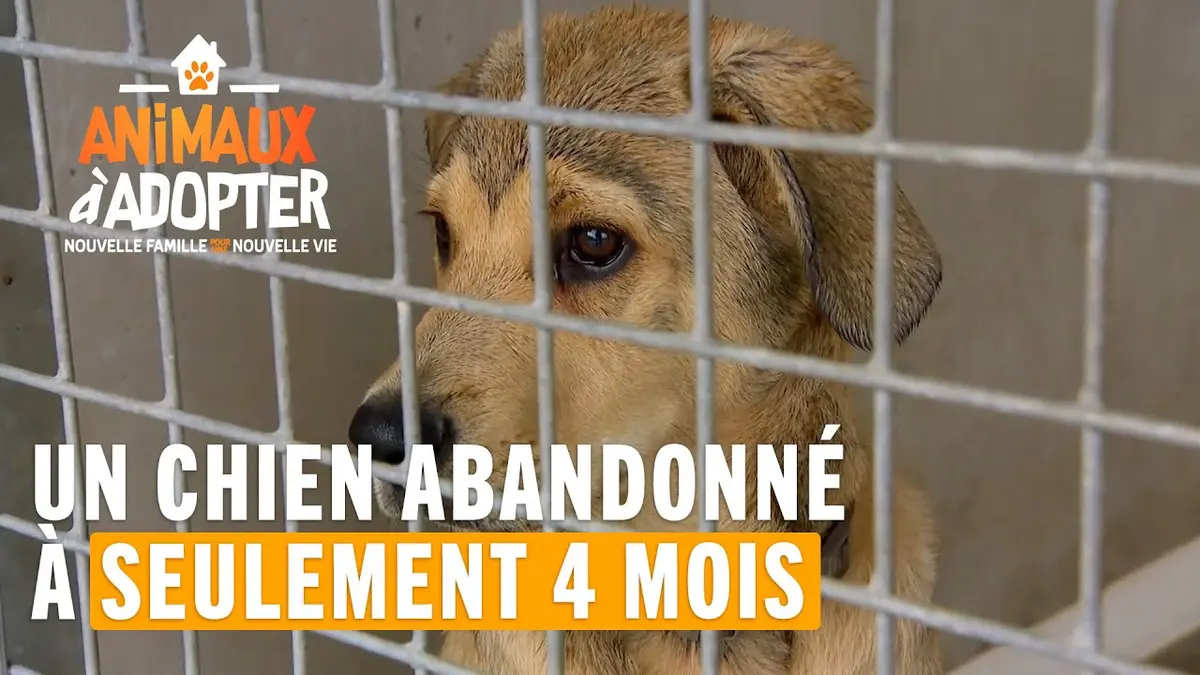 replay de Un chien abandonné à seulement 4 mois