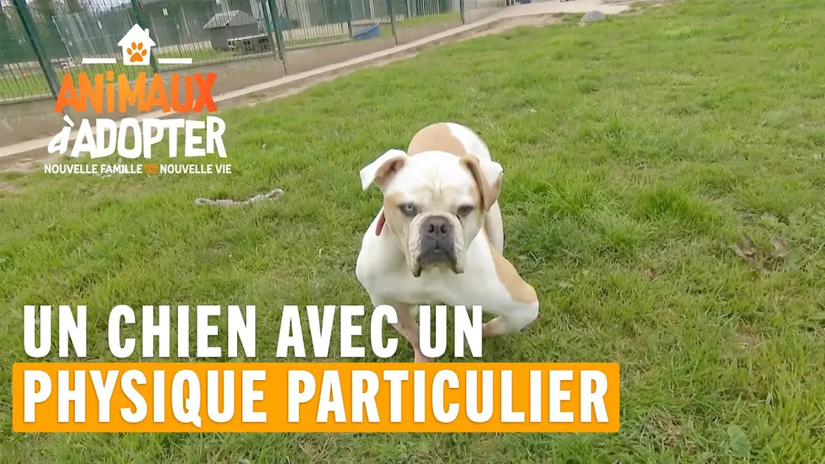 replay de Un chien avec un physique particulier abandonné à la SPA