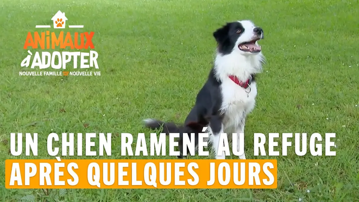 replay de Un chien de 2 ans ramené au refuge seulement quelques jours après son adoption - Animaux À Adopter