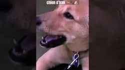 Un chien importé d’Irak ?? - Extrait America America #shorts #humour #striptease