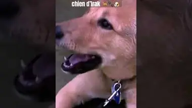 Un chien importé d’Irak ?? - Extrait America America #shorts #humour #striptease