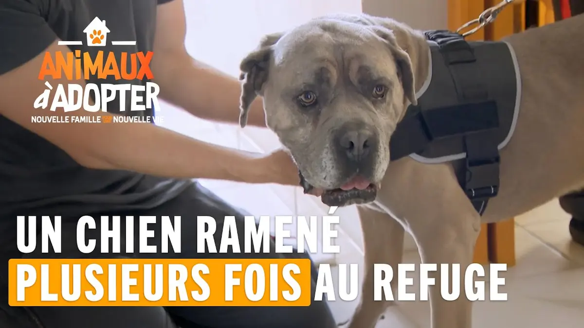 replay de Un chien ramené plusieurs fois au refuge - Animaux À Adopter