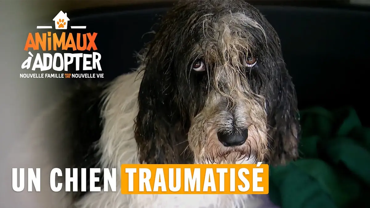 replay de Un chien traumatisé - Animaux À Adopter