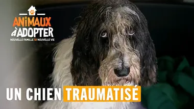 Un chien traumatisé - Animaux À Adopter