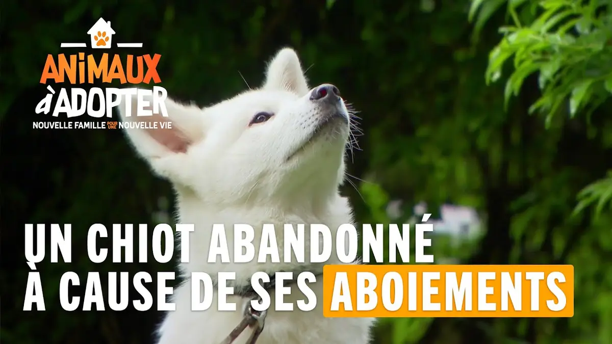 replay de Un chiot abandonné à cause de ses aboiements - Animaux À Adopter