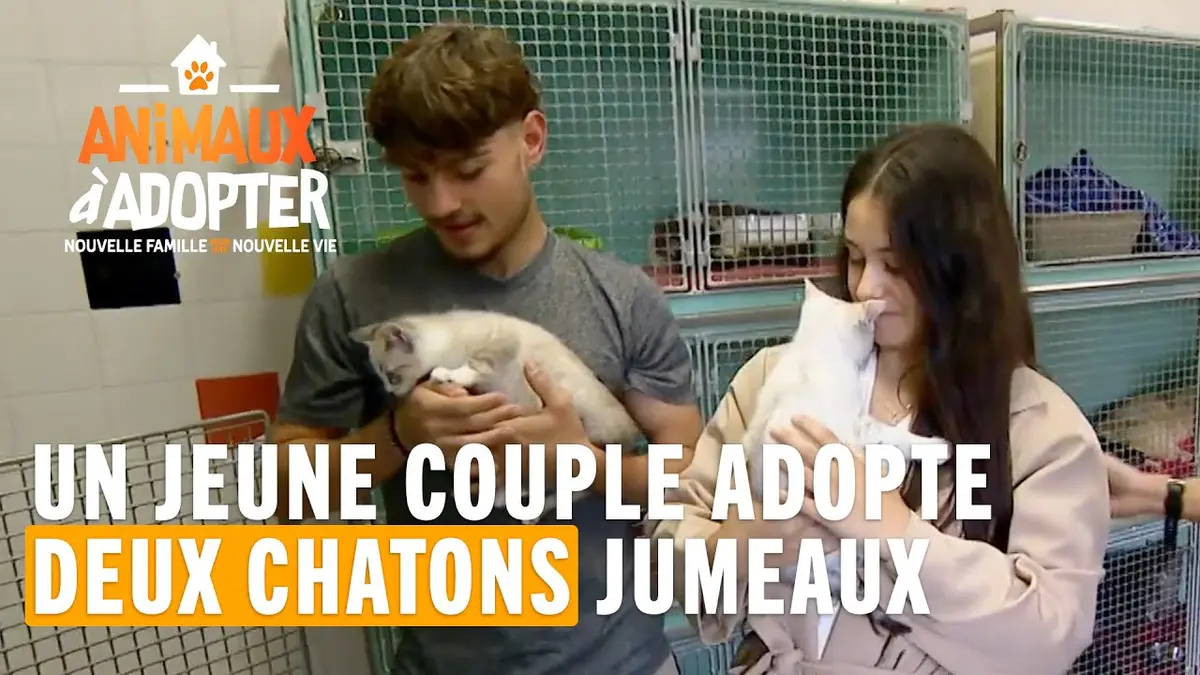 replay de Un jeune couple adopte deux chatons pour leur premier emménagement ! Animaux À Adopter