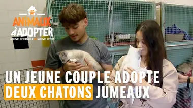 Un jeune couple adopte deux chatons pour leur premier emménagement ! Animaux À Adopter