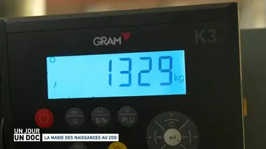 Un jour, un doc : La magie des naissances au zoo