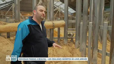 Un jour, un doc : Nouveaux pandas à Beauval : les coulisses secrètes de leur arrivée (1/2)