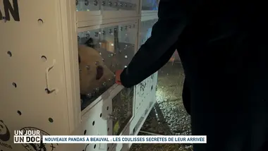 Un jour, un doc : Nouveaux pandas à Beauval : les coulisses secrètes de leur arrivée (2/2)