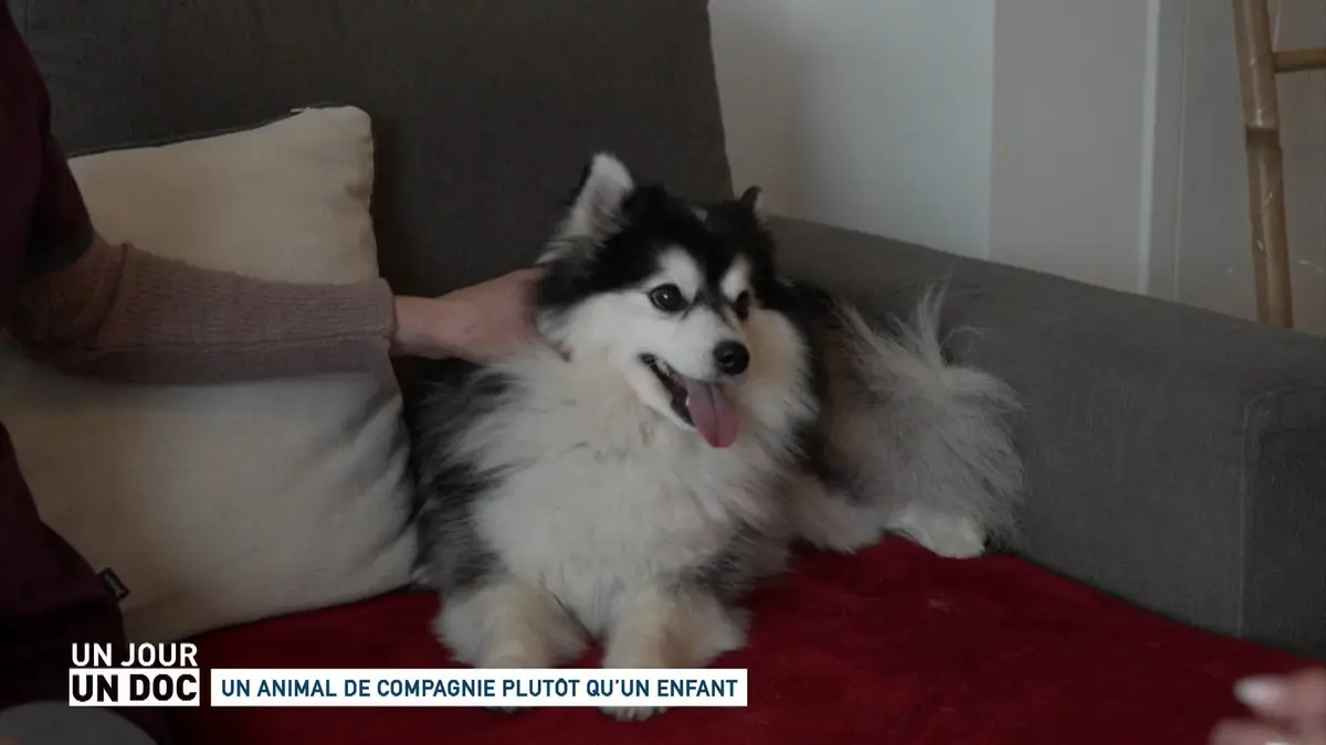 Un jour, un doc : Un animal de compagnie plutôt…
