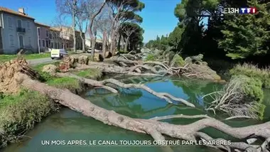Un mois après, le canal toujours obstrué par les arbres