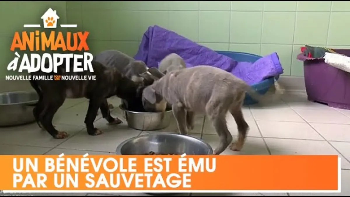 replay de Un nouveau bénévole est ému par le sauvetage d'une croisée Staff et ses chiots - Animaux à Adopter