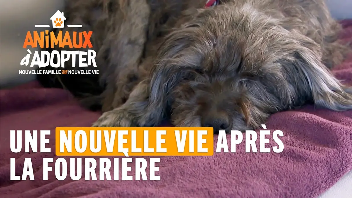 replay de Un nouveau départ pour Christie - Animaux À Adopter