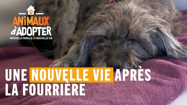 Un nouveau départ pour Christie - Animaux À Adopter
