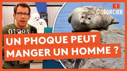 Un phoque peut manger un homme ? - C'est pas sorcier