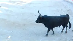 Un taureau dans l'arène