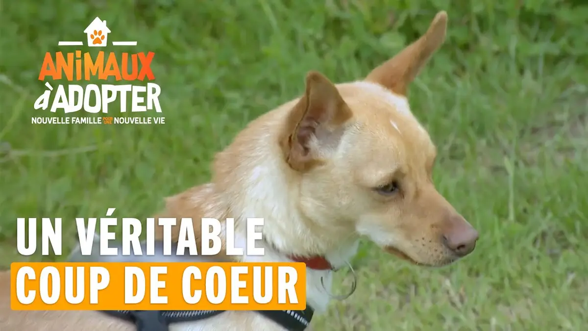 replay de Un véritable coup de coeur entre Alonzo et cette famille #AnimauxAAdopter