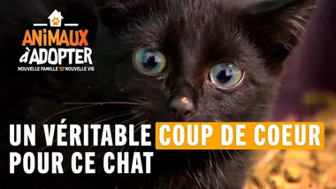 Un véritable coup de coeur pour ce chat - Animaux À Adopter