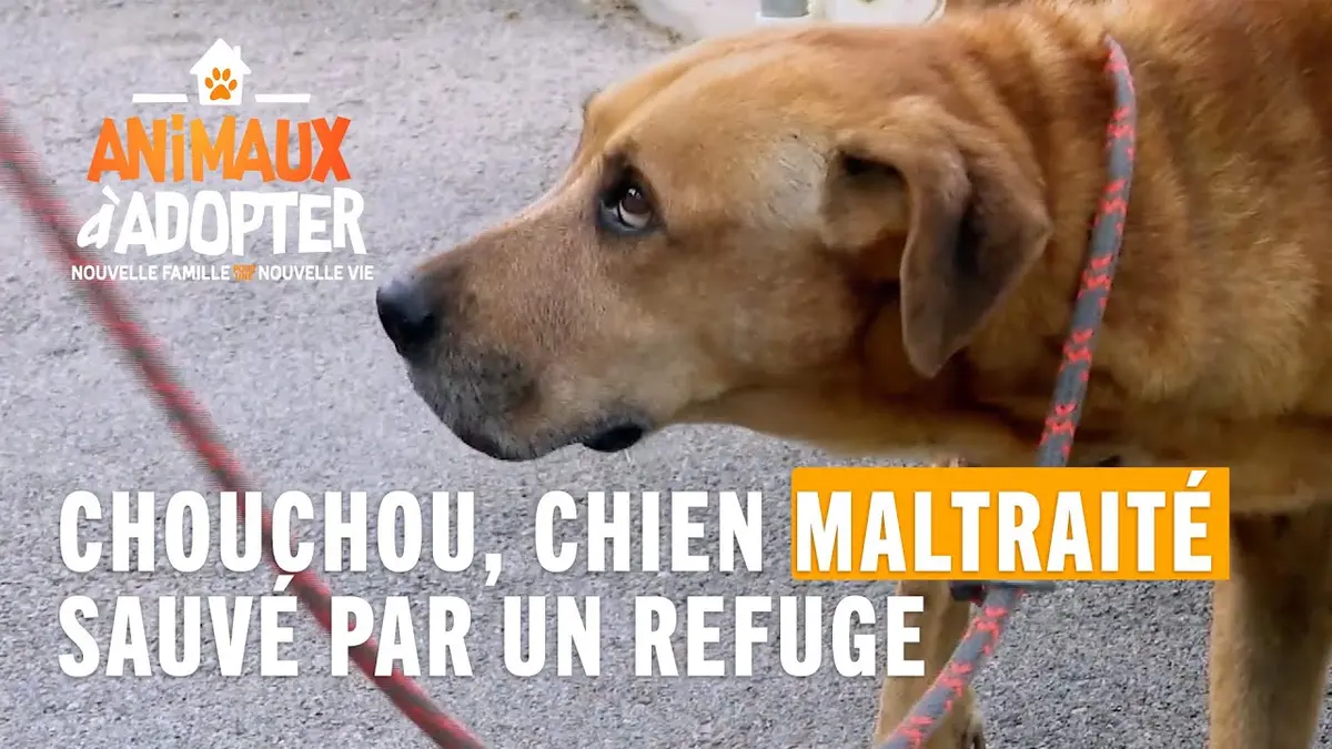 replay de Un vieux chien maltraité par son maître sauvé par un refuge - Animaux à Adopter