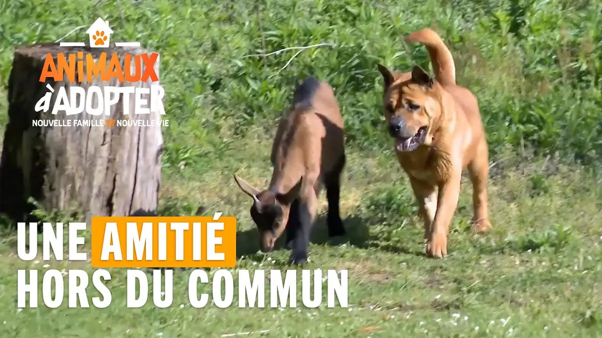 replay de Une amitié hors du commun entre un chien et une chèvre