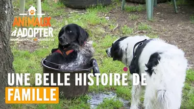 Une belle histoire de famille - Animaux À Adopter