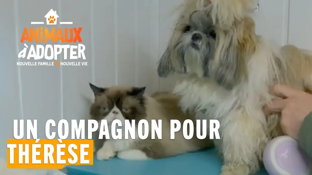 replay de Une famille cherche un compagnon pour leur chien Thérèse !
