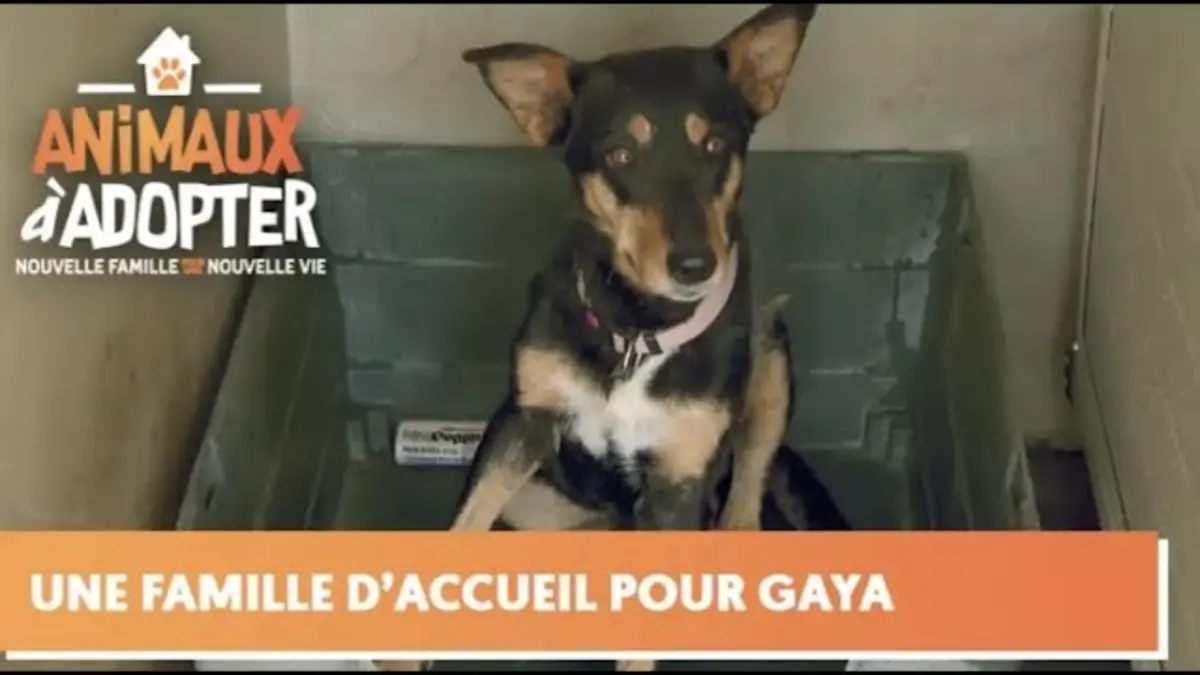 replay de Une famille d'accueil pour Gaya, chienne blessée - Animaux à Adopter