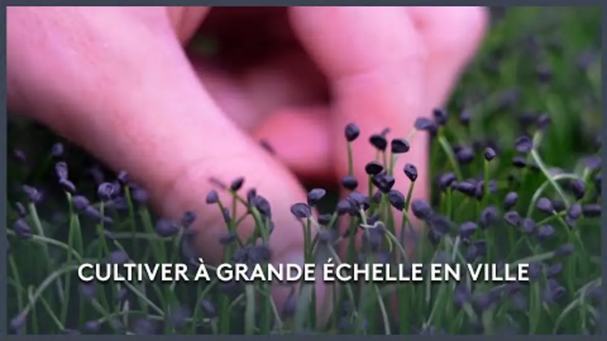 replay de Une ferme urbaine dans un parking - Les Potagers de Julie