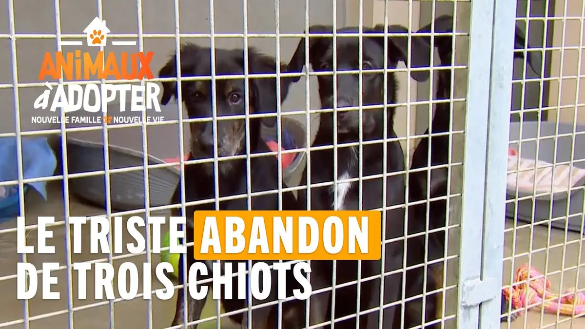 replay de Une fratrie de trois chiots sont abandonnés par leur maître - Animaux à Adopter